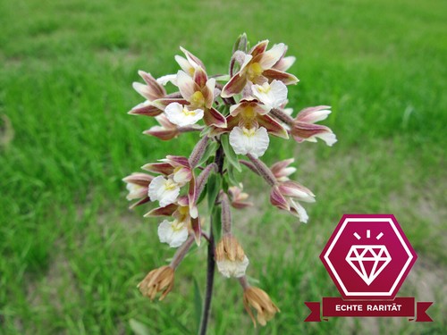 Sumpfwurz epipactis - sumpfwurz,