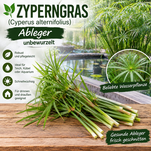 Zyperngras ableger5x cyperus - zyperngras,