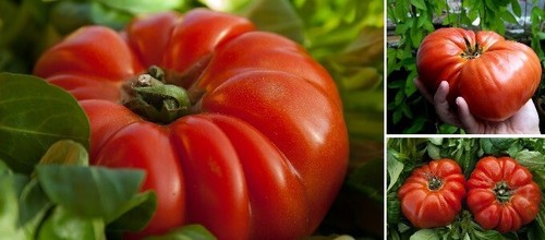 Fleisch tomaten - 3, fleisch-tomaten