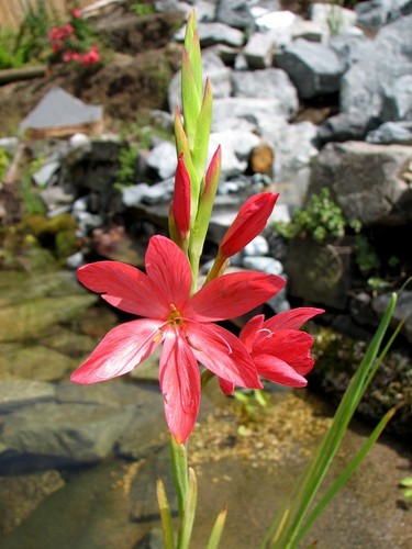 Rote sumpflilie teichpflanzen - rote,