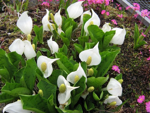 Lysichiton camtschatcensis