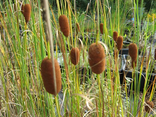 Laxmanns rohrkolben typha - rohrkolben,,