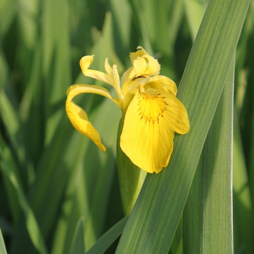 Wasserpflanzen wolff iris - wasserpflanzen,