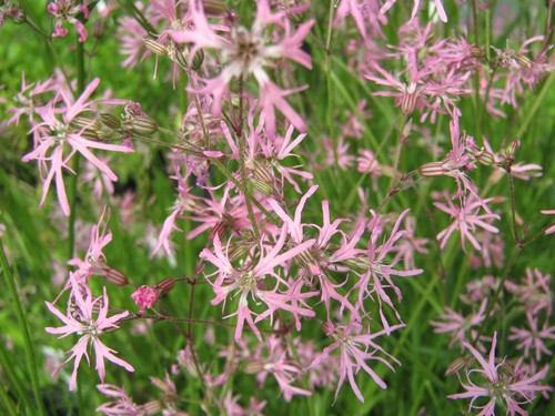 Kuckucks lichtnelke lychnis - kuckucks-lichtnelke,