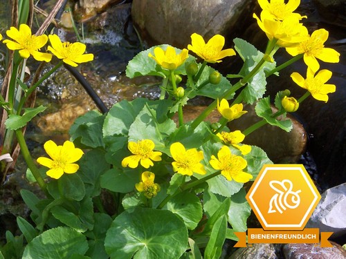 Sumpfdotterblume caltha - -,
