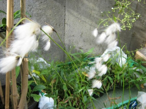 Wollgras eriophorum - wollgras,,
