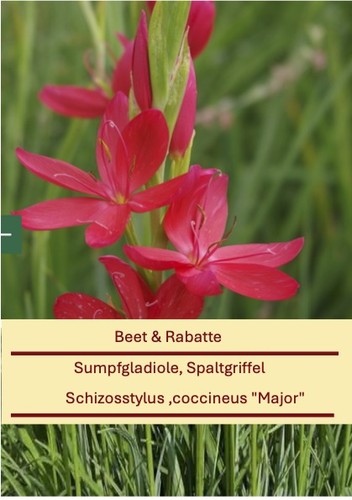 Schizosstylus coccineus - schizosstylus, ,coccineus