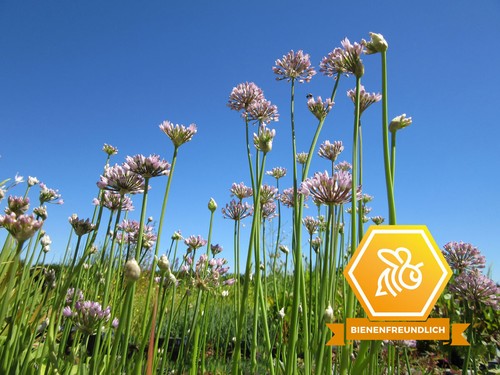 Kantiger lauch allium - kantiger,