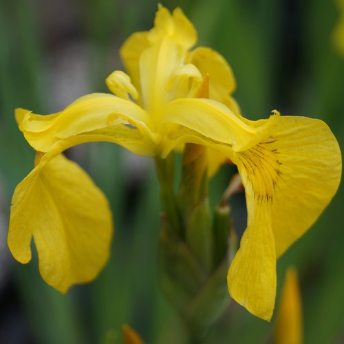 Sumpfschwertlilie iris - sumpfschwertlilie,