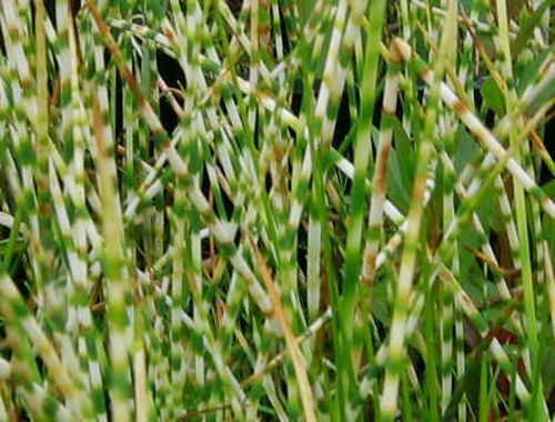 Zebrasimse schoenoplectus - zebrasimse,,