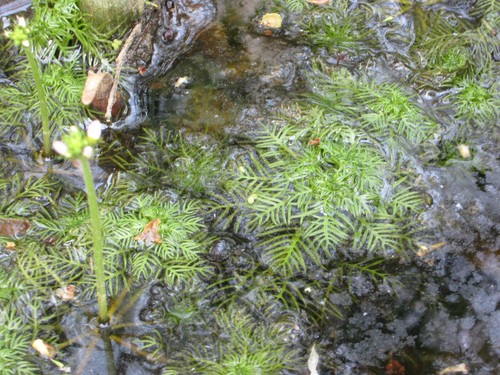 Wasserfeder hottonia - wasserfeder,,