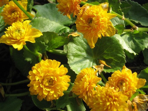 Gefüllte sumpfdotterblume - gefüllte,