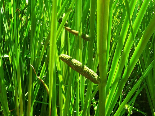 Kalmus sumpf wasserpflanze - kalmus,, sumpf-