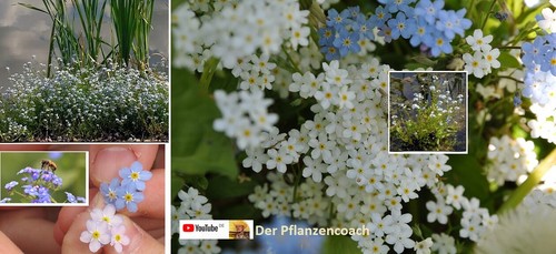 Weiße sumpfpflanzen - weiße,