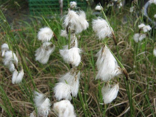 Scheidiges wollgras eriophorum - scheidiges,