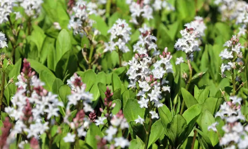 Fieberklee menyanthes - fieberklee,