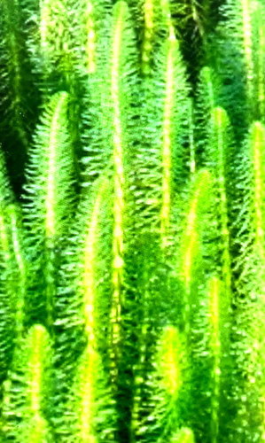 Tannenwedel hippuris vulgaris - tannenwedel,,