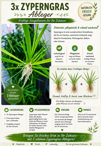 Zyperngras ableger3x cyperus - ableger3x,