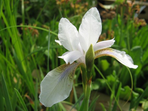 Iris sibirica alba
