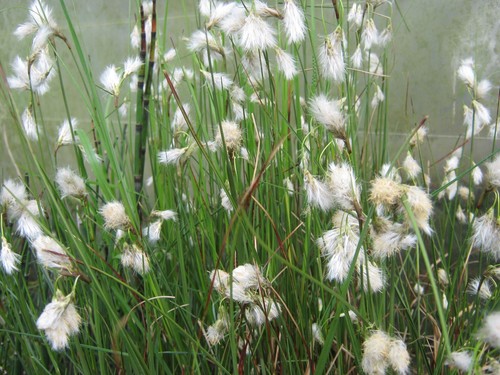 Wollgras samen eriophorum - samen,,