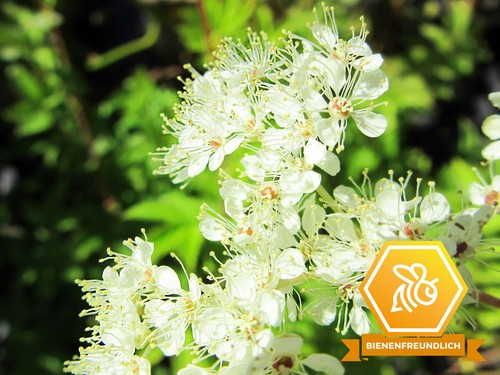 Mädesüß filipendula - mädesüß,