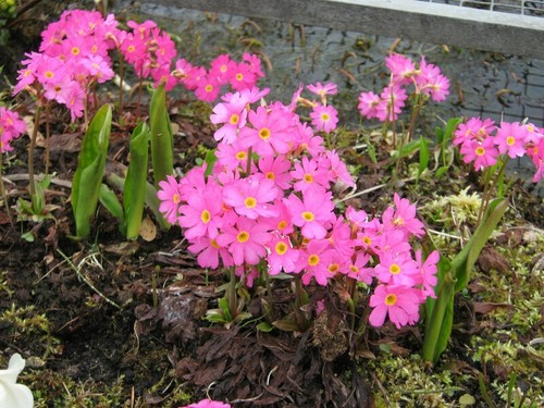 Rosenprimel primula rosea - rosenprimel,,