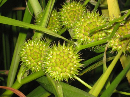 Igelkolben sparganium erectum - igelkolben,,
