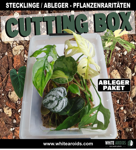 Zimmerpflanzen set cuttings - set,