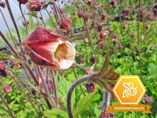 Bachnelkenwurz geum rivale - -,