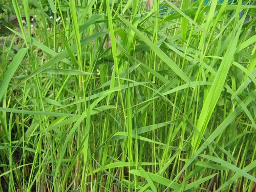 Schilf phragmites australis - -,