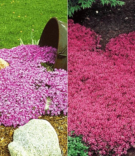 Winterharte