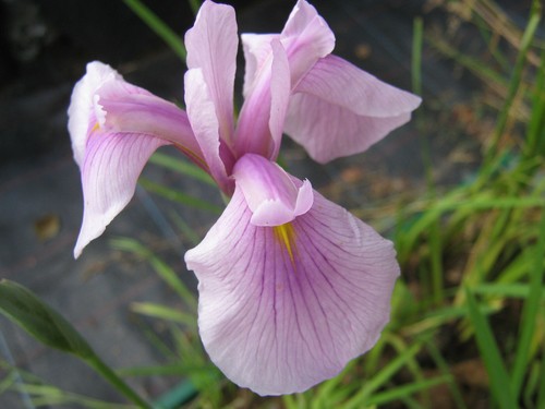 Iris laevigata rose - laevigata, queen'