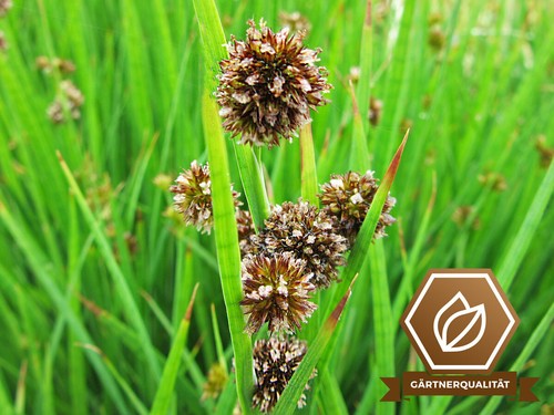 Zwerg binse juncus - zwerg-binse,