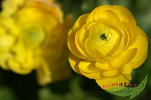 Sumpfpflanze und beetstaude - und,
