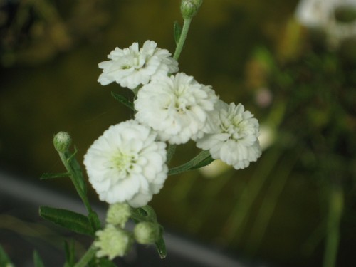 Sumpf schafgarbe achillea - sumpf-schafgarbe, (achillea
