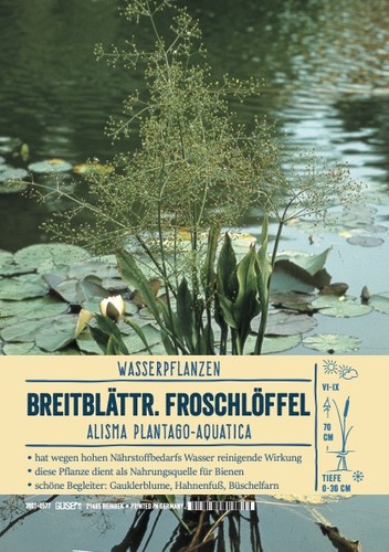 Alisma plantago aquatica