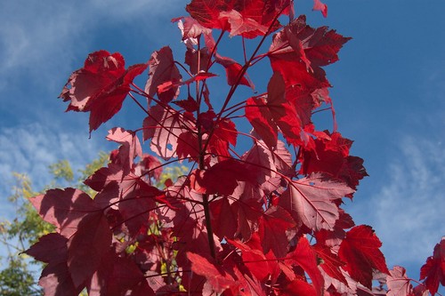 Rot ahorn acer - rot-ahorn, rubrum