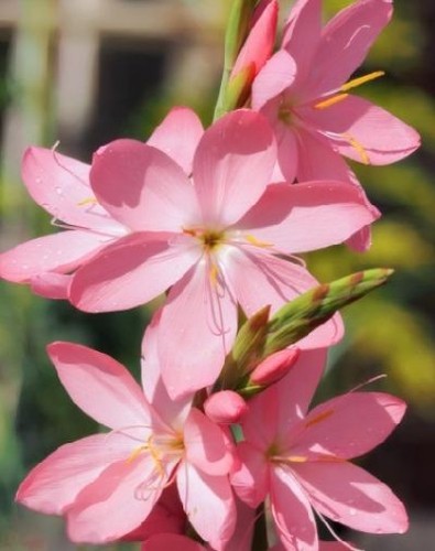 Rosa sumpf lilie - rosa, sumpf-lilie