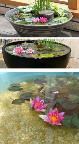 Teichpflanzen seerose arey - teichpflanzen,