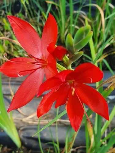 Schizostylis coccinea - ,