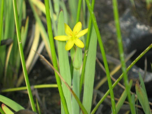 Sisyrinchium californicum