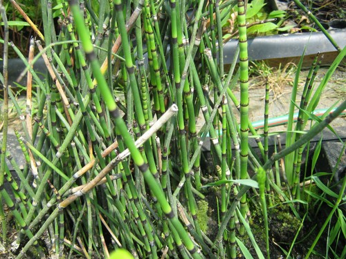 Schachtelhalm equisetum - schachtelhalm,,