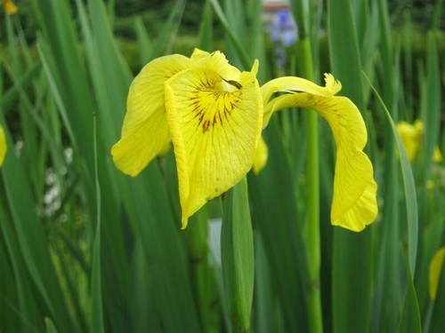Gelbe sumpfschwertlilie iris - gelbe,