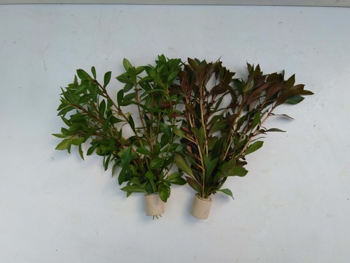 Bund stängel ludwigia - 2,