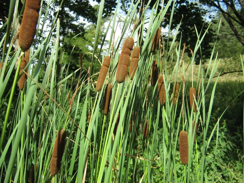 Schmalblättriger rohrkolben - schmalblättriger,