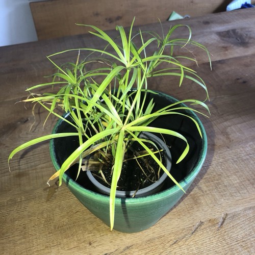 Cyperus alternifolius - ,