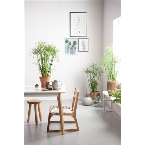 Cyperus zyperngras - -,