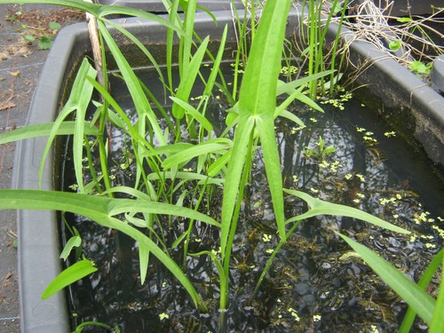 Schmales pfeilkraut - schmales,