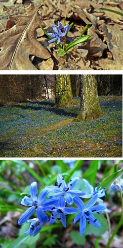 Sibirischer blaustern - sibirischer,