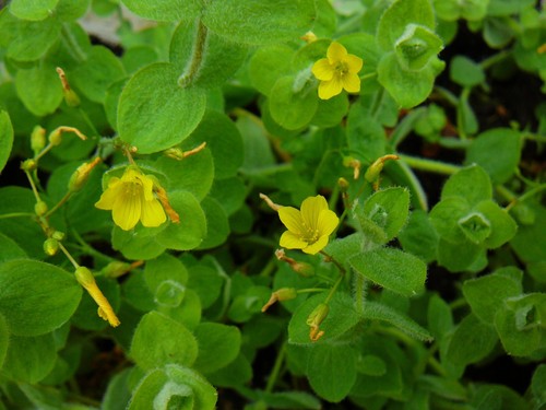 Hypericum elodes - , /